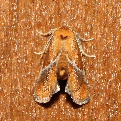 Lithacodes fasciola Lithacodes fasciola Geotagged,Lithacodes fasciola,Summer,United States