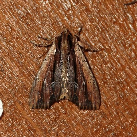 Apamea verbascoides Apamea verbascoides Apamea verbascoides,Geotagged,Summer,United States