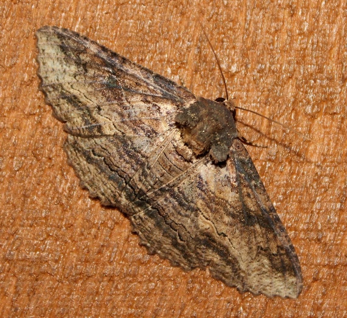 Zale lunata Zale lunata Geotagged,Summer,United States,Zale lunata