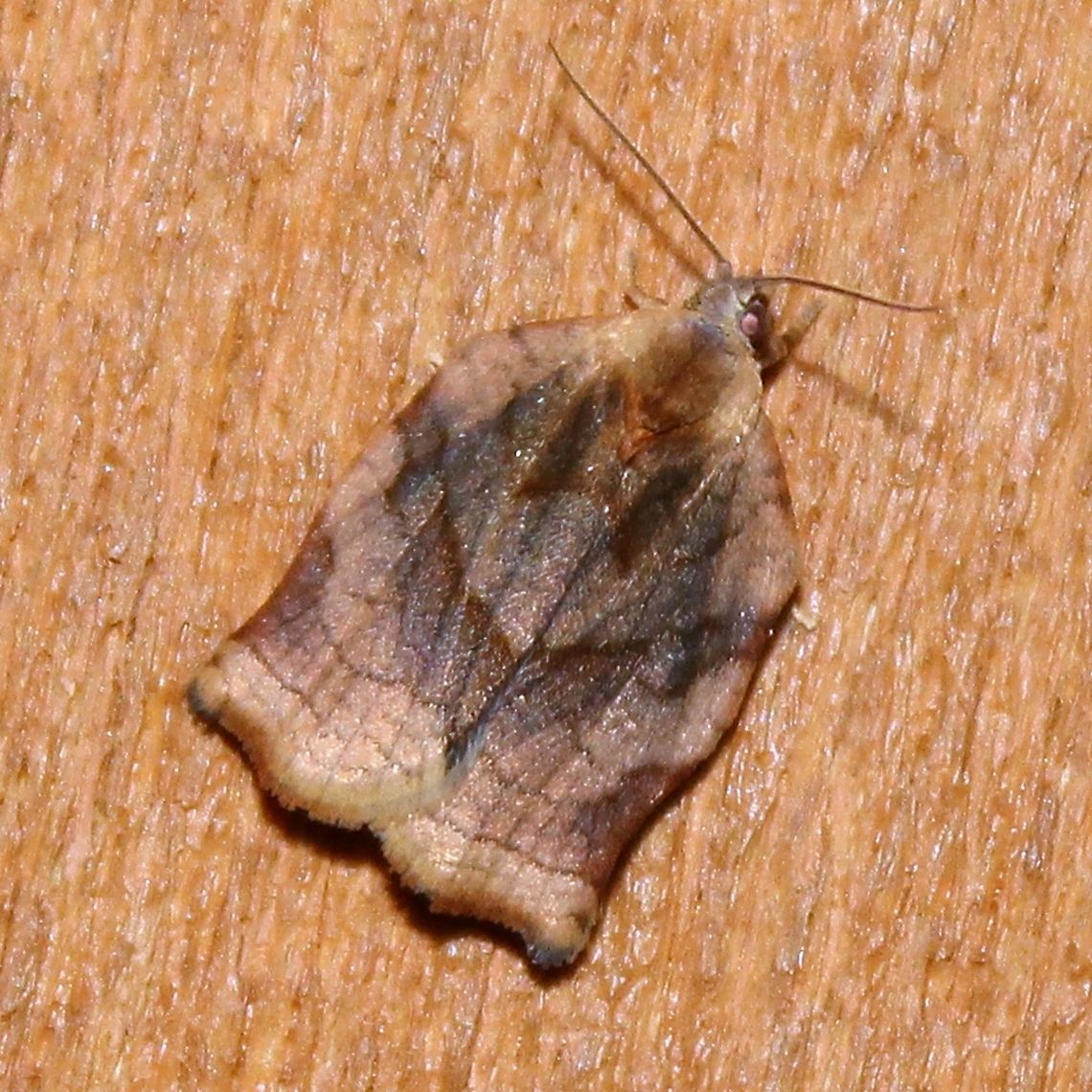 Archips purpurana Archips purpurana Archips purpuranus,Geotagged,Omnivorous leafroller moth,Summer,United States