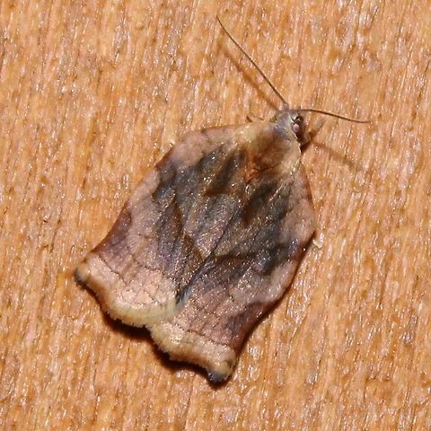 Archips purpurana Archips purpurana Archips purpuranus,Geotagged,Omnivorous leafroller moth,Summer,United States