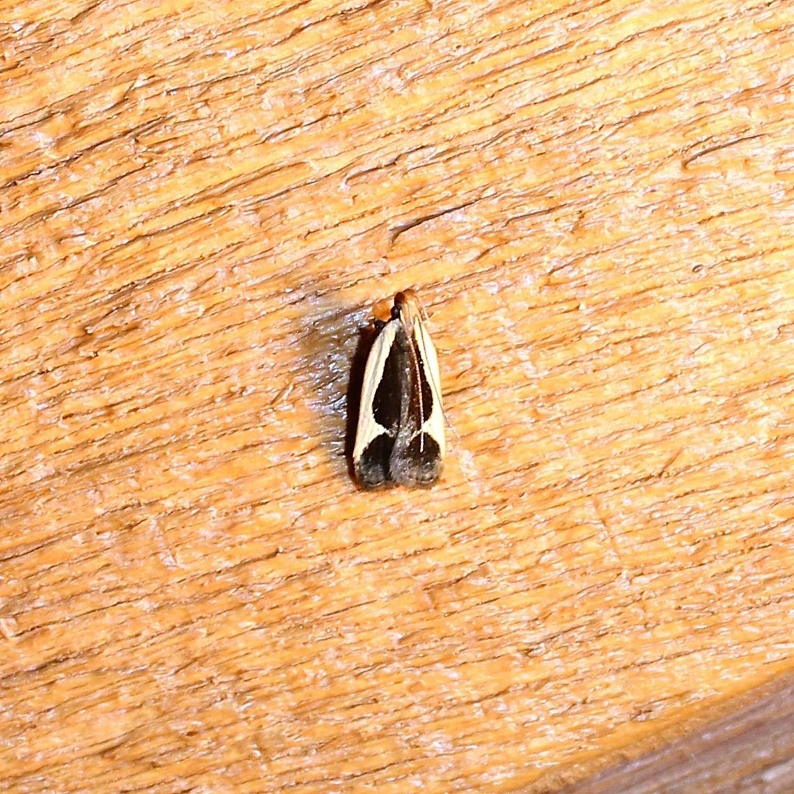 Dichomeris flavocostella Dichomeris flavocostella Dichomeris,Dichomeris flavocostella,Gelechiidae,Geotagged,Minnesota,Summer,United States,cream-edged dichomeris moth