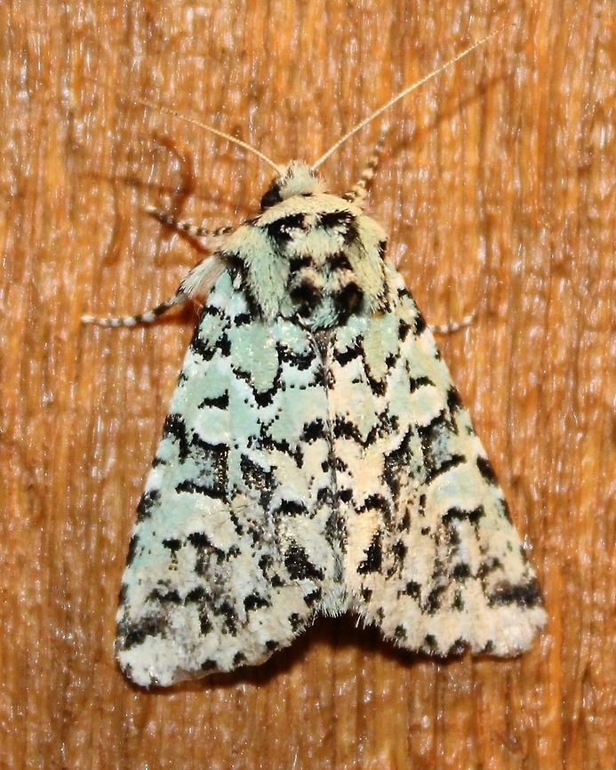 Feralia major Feralia major (Major Sallow Moth). This one is a bit atypical for the species and it took me a while to be convinced that my id was right. I kept switching the name from F. major to Acronicta fallax.  There seems to be a good deal of variation in the markings across the range of Feralia major. Check these sites to see more:<br />
<a href="https://www.butterfliesandmoths.org/species/Feralia-major" rel="nofollow">https://www.butterfliesandmoths.org/species/Feralia-major</a><br />
<a href="https://bugguide.net/node/view/15277" rel="nofollow">https://bugguide.net/node/view/15277</a><br />
<a href="http://mothphotographersgroup.msstate.edu/species.php?hodges=10007" rel="nofollow">http://mothphotographersgroup.msstate.edu/species.php?hodges=10007</a><br />
 Feralia major,Geotagged,Major Sallow Moth,Spring,United States,green and black moth