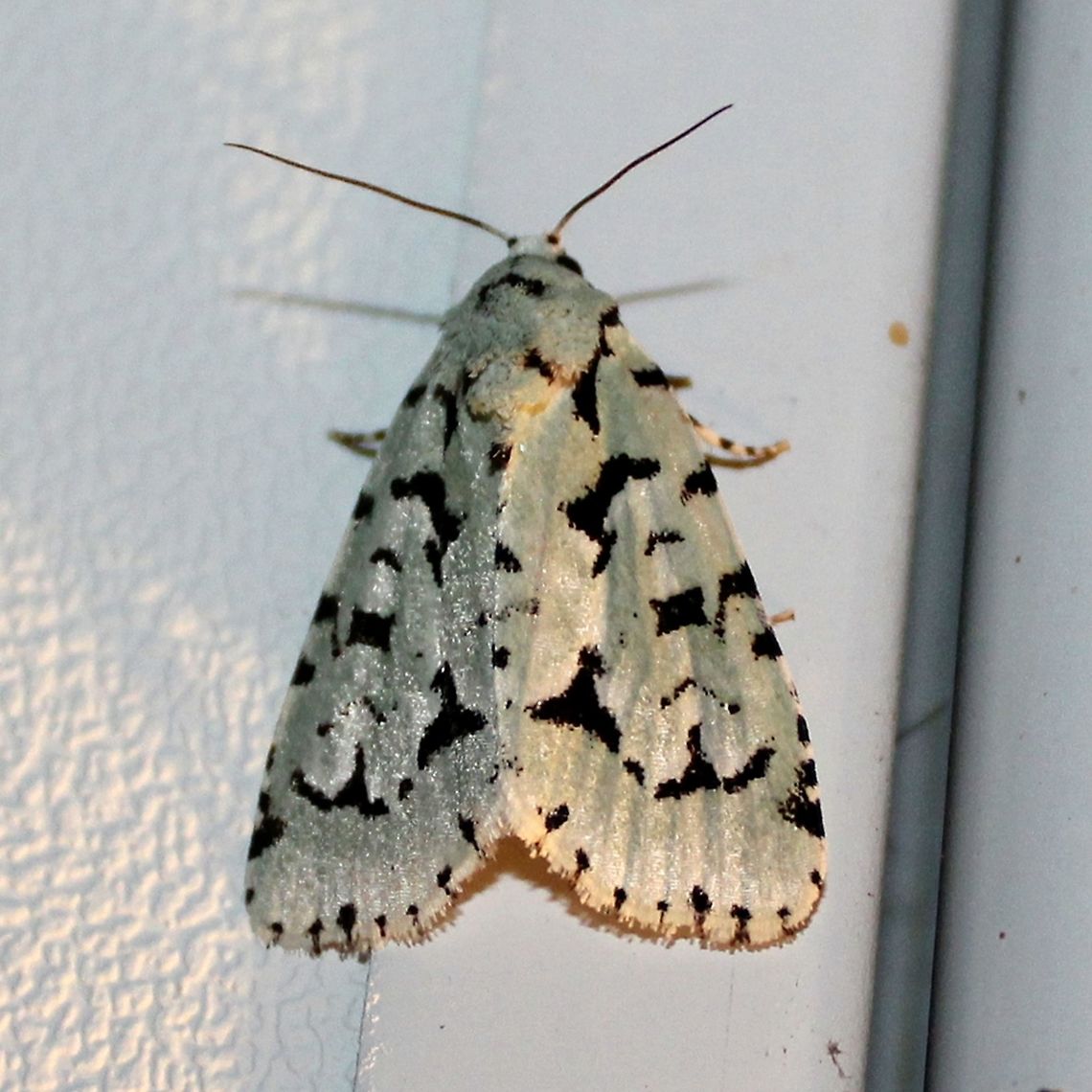 Acronicta (Agriopodes) fallax Acronicta (Agriopodes) fallax (Green Marvel) attracted to the porch light but more importantly these moths were probably heading towards the large Viburnum lentago that grows on the other side of the driveway. Viburnum is the host plant for this moth species.<br />
<br />
&quot;Pale green FW has chunky black fragments forming AM and PM lines. A black square separates inconspicuous orbicular and reniform spots, Fringe is checkered black and white.&quot; Peterson Field Guide to Moths of Northeastern North America. David Beadle and Seabrooke Leckie 2012.<br />
<br />
See also<br />
<a href="https://www.butterfliesandmoths.org/species/Agriopodes-fallax" rel="nofollow">https://www.butterfliesandmoths.org/species/Agriopodes-fallax</a><br />
<a href="http://mothphotographersgroup.msstate.edu/species.php?hodges=9281" rel="nofollow">http://mothphotographersgroup.msstate.edu/species.php?hodges=9281</a> Acronicta fallax,Agriopodes fallax,Geotagged,Green Marvel,Minnesota,Summer,United States,green and black moth
