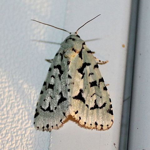 Acronicta (Agriopodes) fallax Acronicta (Agriopodes) fallax (Green Marvel) attracted to the porch light but more importantly these moths were probably heading towards the large Viburnum lentago that grows on the other side of the driveway. Viburnum is the host plant for this moth species.

"Pale green FW has chunky black fragments forming AM and PM lines. A black square separates inconspicuous orbicular and reniform spots, Fringe is checkered black and white." Peterson Field Guide to Moths of Northeastern North America. David Beadle and Seabrooke Leckie 2012.

See also
https://www.butterfliesandmoths.org/species/Agriopodes-fallax
http://mothphotographersgroup.msstate.edu/species.php?hodges=9281 Acronicta fallax,Agriopodes fallax,Geotagged,Green Marvel,Minnesota,Summer,United States,green and black moth