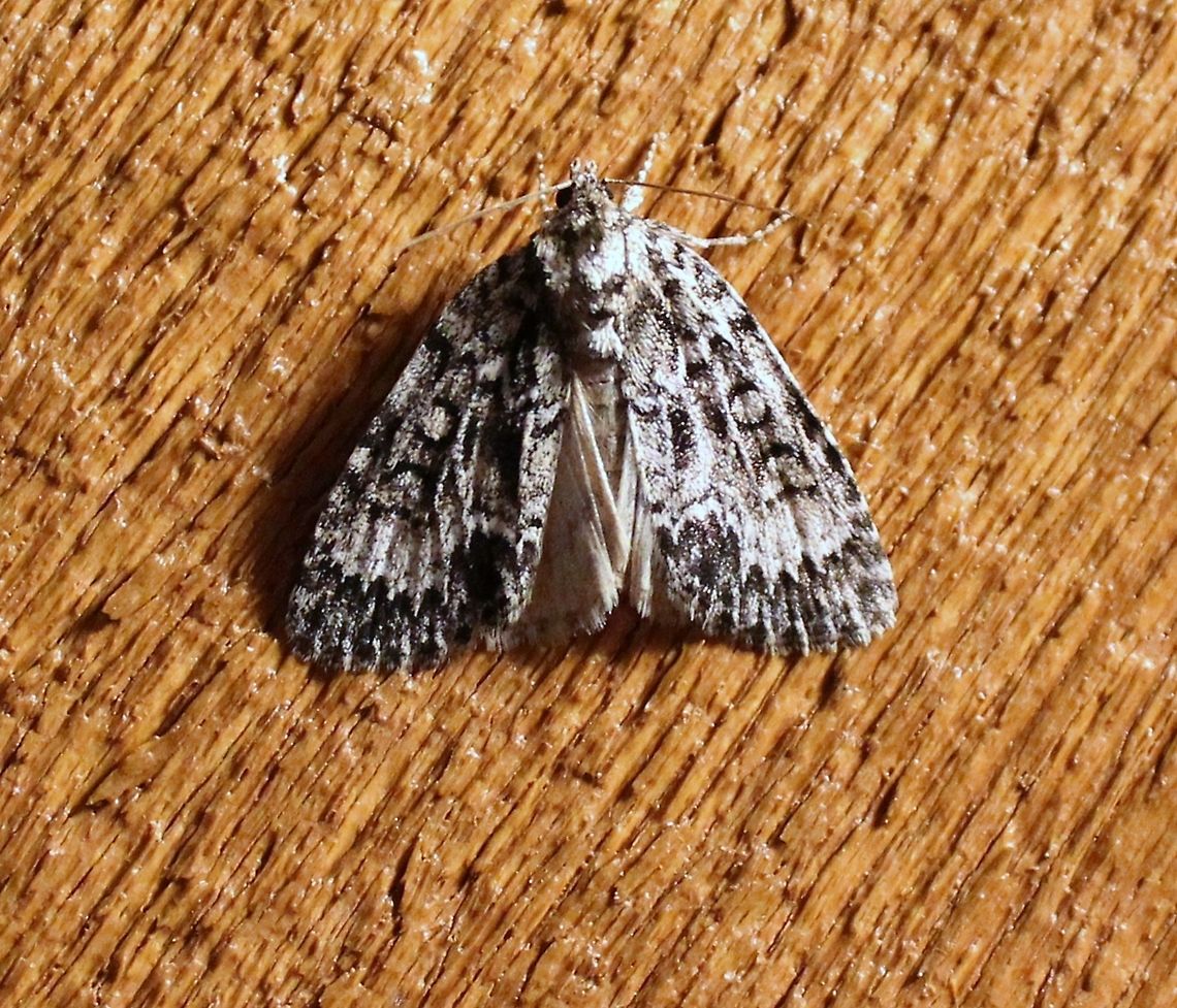 Acronicta fragilis Acronicta fragilis (Fragile Dagger Moth)<br />
<br />
&quot;Double sharply zigzag lines as a part of grey white and black pattern on front wings are distinctive. &quot;Orbicular spot grey to white with darker center. Hindwing yellowish white with faint grey median line and outer shading.&quot; Newfoundland to Florida, west across Canada, south to Kentucky and Minnesota. Larvae feed on apple, birch, plum, willow, white spruce.&quot; <a href="https://bugguide.net/node/view/212064" rel="nofollow">https://bugguide.net/node/view/212064</a><br />
<br />
See also<br />
<a href="http://mothphotographersgroup.msstate.edu/species.php?hodges=9241" rel="nofollow">http://mothphotographersgroup.msstate.edu/species.php?hodges=9241</a><br />
<a href="https://www.butterfliesandmoths.org/sighting_details/1194789" rel="nofollow">https://www.butterfliesandmoths.org/sighting_details/1194789</a> Acronicta fragilis,Fragile dagger moth,Geotagged,Spring,United States