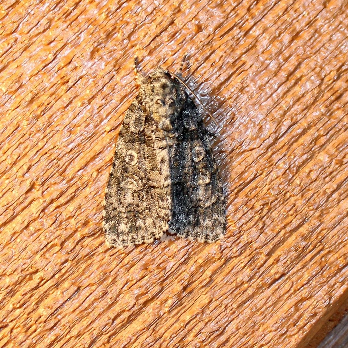 Acronicta increta Acronicta increta (Raspberry Dagger Moth)<br />
&quot;Identification Adult: forewing basal area with extensive dark shading and straight distal margin where it meets lighter brown medial area; anal angle area with dark shading, obscuring anal dash; two or three dark blotches along outer margin. Range Nova Scotia to Florida, west to Arkansas, north to Saskatchewan. Food Chestnut and oak.&quot; <a href="https://bugguide.net/node/view/28507" rel="nofollow">https://bugguide.net/node/view/28507</a><br />
<br />
See also<br />
<a href="http://mothphotographersgroup.msstate.edu/species.php?hodges=9249" rel="nofollow">http://mothphotographersgroup.msstate.edu/species.php?hodges=9249</a><br />
<a href="https://www.butterfliesandmoths.org/sighting_details/1193738" rel="nofollow">https://www.butterfliesandmoths.org/sighting_details/1193738</a><br />
<a href="https://en.wikipedia.org/wiki/Acronicta_increta" rel="nofollow">https://en.wikipedia.org/wiki/Acronicta_increta</a> Acronicta increta,Geotagged,Raspberry bud dagger moth,Summer,United States
