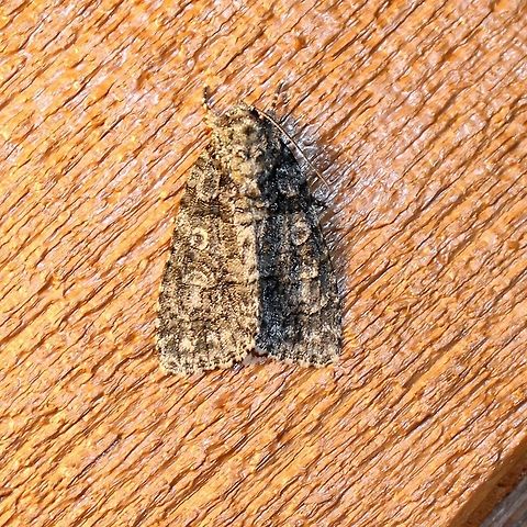 Acronicta increta Acronicta increta (Raspberry Dagger Moth)
"Identification Adult: forewing basal area with extensive dark shading and straight distal margin where it meets lighter brown medial area; anal angle area with dark shading, obscuring anal dash; two or three dark blotches along outer margin. Range Nova Scotia to Florida, west to Arkansas, north to Saskatchewan. Food Chestnut and oak." https://bugguide.net/node/view/28507

See also
http://mothphotographersgroup.msstate.edu/species.php?hodges=9249
https://www.butterfliesandmoths.org/sighting_details/1193738
https://en.wikipedia.org/wiki/Acronicta_increta Acronicta increta,Geotagged,Raspberry bud dagger moth,Summer,United States