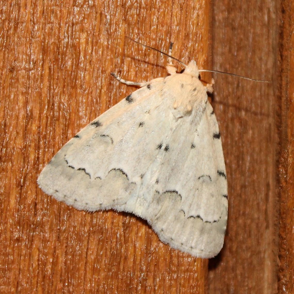 Acronicta innotata Acronicta innotata (Unmarked Dagger Moth)<br />
<br />
&quot;Identification Adult: forewing creamy white to pale gray; bulge of postmedial (PM) line indented to form two small bulges; PM line bordered distally by slightly darker grayish shading, and proximally by a white band (sometimes indistinct); no basal or anal dash; reniform spot a black crescent; three or four black marks equally spaced along costa; terminal line composed of several black dots; hindwing white with diffuse dark discal spot, PM line, and shading. Range<br />
Newfoundland to British Columbia and adjacent northern states, south in the east to North Carolina and Kentucky. Larvae feed on leaves of alder, birch, cherry, hickory, poplar, willow.&quot; <a href="https://bugguide.net/node/view/23711" rel="nofollow">https://bugguide.net/node/view/23711</a><br />
<br />
See also<br />
<a href="https://en.wikipedia.org/wiki/Acronicta_innotata" rel="nofollow">https://en.wikipedia.org/wiki/Acronicta_innotata</a><br />
<a href="http://mothphotographersgroup.msstate.edu/species.php?hodges=9207" rel="nofollow">http://mothphotographersgroup.msstate.edu/species.php?hodges=9207</a><br />
<a href="https://www.butterfliesandmoths.org/species/Acronicta-innotata" rel="nofollow">https://www.butterfliesandmoths.org/species/Acronicta-innotata</a> Acronicta innotata,Geotagged,Summer,United States,Unmarked Dagger Moth,Unmarked dagger moth