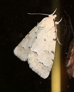 Acronicta innotata Acronicta innotata (Unmarked Dagger Moth)

"Identification Adult: forewing creamy white to pale gray; bulge of postmedial (PM) line indented to form two small bulges; PM line bordered distally by slightly darker grayish shading, and proximally by a white band (sometimes indistinct); no basal or anal dash; reniform spot a black crescent; three or four black marks equally spaced along costa; terminal line composed of several black dots; hindwing white with diffuse dark discal spot, PM line, and shading. Range
Newfoundland to British Columbia and adjacent northern states, south in the east to North Carolina and Kentucky. Larvae feed on leaves of alder, birch, cherry, hickory, poplar, willow." https://bugguide.net/node/view/23711

See also
https://en.wikipedia.org/wiki/Acronicta_innotata
http://mothphotographersgroup.msstate.edu/species.php?hodges=9207
https://www.butterfliesandmoths.org/species/Acronicta-innotata Acronicta innotata,Geotagged,Minnesota,Summer,United States,Unmarked Dagger Moth,Unmarked dagger moth