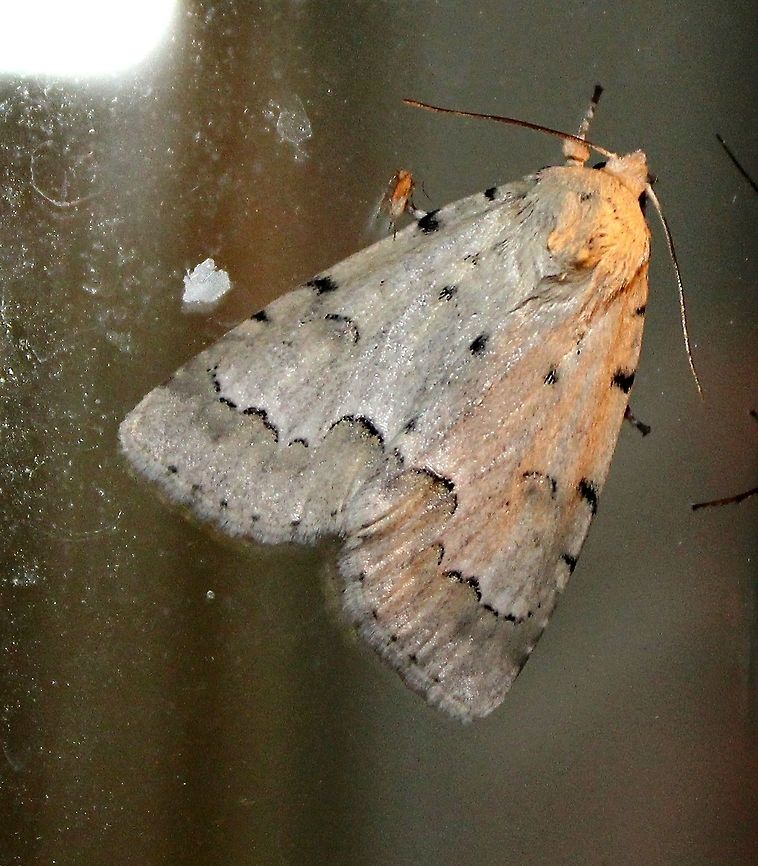 Acronicta innotata Acronicta innotata (Unmarked Dagger Moth)<br />
<br />
&quot;Identification Adult: forewing creamy white to pale gray; bulge of postmedial (PM) line indented to form two small bulges; PM line bordered distally by slightly darker grayish shading, and proximally by a white band (sometimes indistinct); no basal or anal dash; reniform spot a black crescent; three or four black marks equally spaced along costa; terminal line composed of several black dots; hindwing white with diffuse dark discal spot, PM line, and shading. Range<br />
Newfoundland to British Columbia and adjacent northern states, south in the east to North Carolina and Kentucky. Larvae feed on leaves of alder, birch, cherry, hickory, poplar, willow.&quot; <a href="https://bugguide.net/node/view/23711" rel="nofollow">https://bugguide.net/node/view/23711</a><br />
<br />
See also<br />
<a href="https://en.wikipedia.org/wiki/Acronicta_innotata" rel="nofollow">https://en.wikipedia.org/wiki/Acronicta_innotata</a><br />
<a href="http://mothphotographersgroup.msstate.edu/species.php?hodges=9207" rel="nofollow">http://mothphotographersgroup.msstate.edu/species.php?hodges=9207</a><br />
<a href="https://www.butterfliesandmoths.org/species/Acronicta-innotata" rel="nofollow">https://www.butterfliesandmoths.org/species/Acronicta-innotata</a> Acronicta innotata,Geotagged,Minnesota,Summer,United States,Unmarked Dagger Moth,Unmarked dagger moth