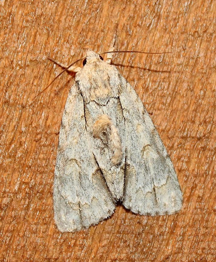 Acronicta morula Acronicta morula<br />
<br />
&quot;Identification Adult: orangish-yellow patch in center of thorax is diagnostic; forewing pale to dark gray with orangish-yellow strip bordering inner edge of basal dash, and the same coloration beyond PM line and covering obscure reniform spot; anal and subapical dashes present hindwing grayish-brown with dark smudged discal spot. Caterpillar: setae short dorsally, longer with various lengths on the sides. Dark middorsal warts on A1, A4, and A8. Head black to either side of pale triangle, with red over each lobe. Range Saskatchewan to Nova Scotia, south to Florida, west to Texas. Habitat Fields, woodlands, and forest edges.&quot; (<a href="https://bugguide.net/node/view/35933)" rel="nofollow">https://bugguide.net/node/view/35933)</a><br />
<br />
See also<br />
<a href="http://mothphotographersgroup.msstate.edu/species.php?hodges=9236" rel="nofollow">http://mothphotographersgroup.msstate.edu/species.php?hodges=9236</a><br />
<a href="https://www.butterfliesandmoths.org/species/Acronicta-morula" rel="nofollow">https://www.butterfliesandmoths.org/species/Acronicta-morula</a><br />
<a href="https://en.wikipedia.org/wiki/Acronicta_morula" rel="nofollow">https://en.wikipedia.org/wiki/Acronicta_morula</a> Acronicta morula,Geotagged,Ochre dagger moth,Summer,United States