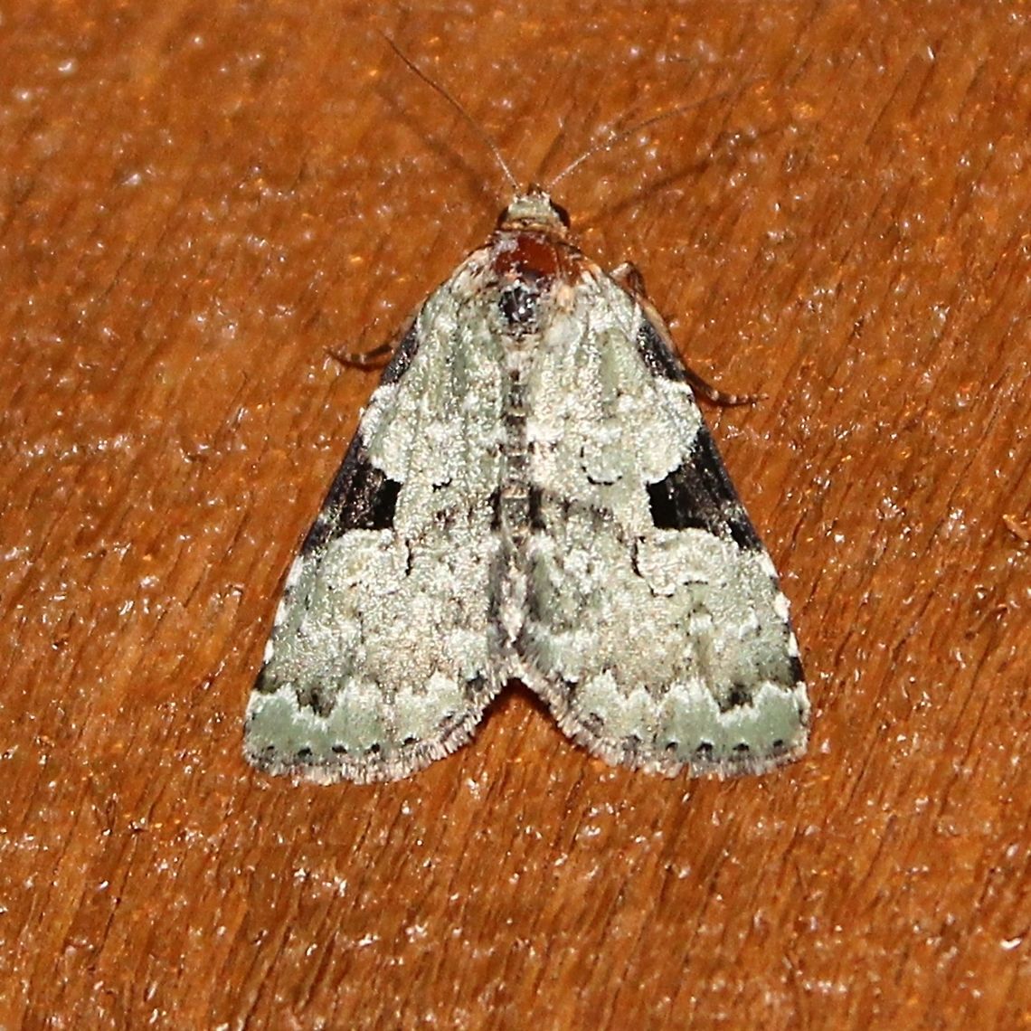 Leuconycta diphteroides Leuconycta diphteroides (Green Leuconycta Moth or Green Owlet). Another green and black moth at my porch light last summer.<br />
<br />
More here:<br />
<a href="http://mothphotographersgroup.msstate.edu/species.php?hodges=9065" rel="nofollow">http://mothphotographersgroup.msstate.edu/species.php?hodges=9065</a><br />
<a href="https://bugguide.net/node/view/17110" rel="nofollow">https://bugguide.net/node/view/17110</a><br />
<a href="https://www.butterfliesandmoths.org/species/Leuconycta-diphteroides" rel="nofollow">https://www.butterfliesandmoths.org/species/Leuconycta-diphteroides</a> Geotagged,Green Leuconycta Moth,Green Owlet,Leuconycta diphteroides,Spring,United States,green and black moth