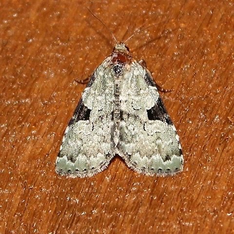 Leuconycta diphteroides Leuconycta diphteroides (Green Leuconycta Moth or Green Owlet). Another green and black moth at my porch light last summer.

More here:
http://mothphotographersgroup.msstate.edu/species.php?hodges=9065
https://bugguide.net/node/view/17110
https://www.butterfliesandmoths.org/species/Leuconycta-diphteroides Geotagged,Green Leuconycta Moth,Green Owlet,Leuconycta diphteroides,Spring,United States,green and black moth