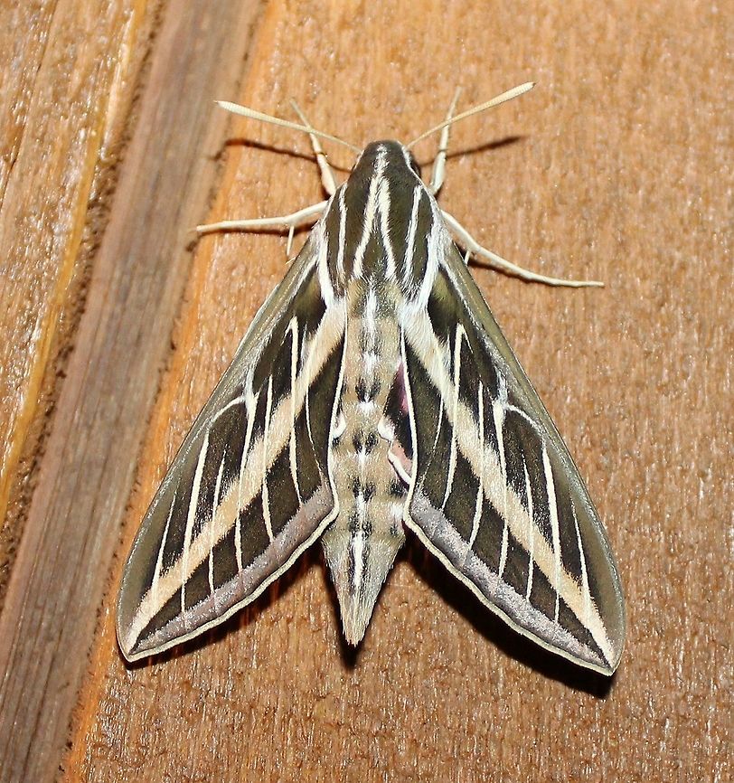 Hyles lineata Hyles lineata (White-lined Sphinx). These moths also fly during the daytime nectaring at flowers with long corolla tubes which they are able to reach because their tongues are long 15 mm or more. I have tall phlox (Phlox paniculata) planted near the house to attract them. Geotagged,Hyles lineata,Phlox paniculata,Summer,United States,White-lined sphinx
