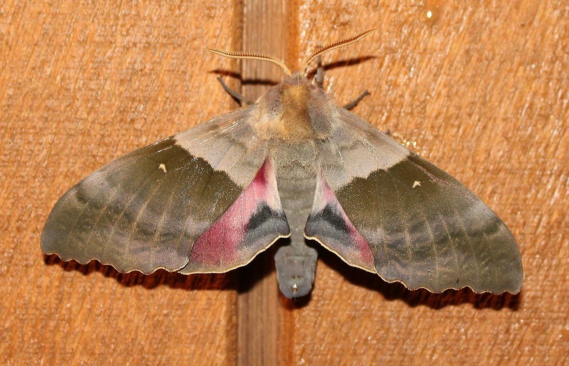 Pachysphinx modesta Pachysphinx modesta (Modest Sphinx, Poplar Sphinx) Geotagged,Minnesota,Modest Sphinx,Pachysphinx modesta,Poplar Sphinx,Summer,United States