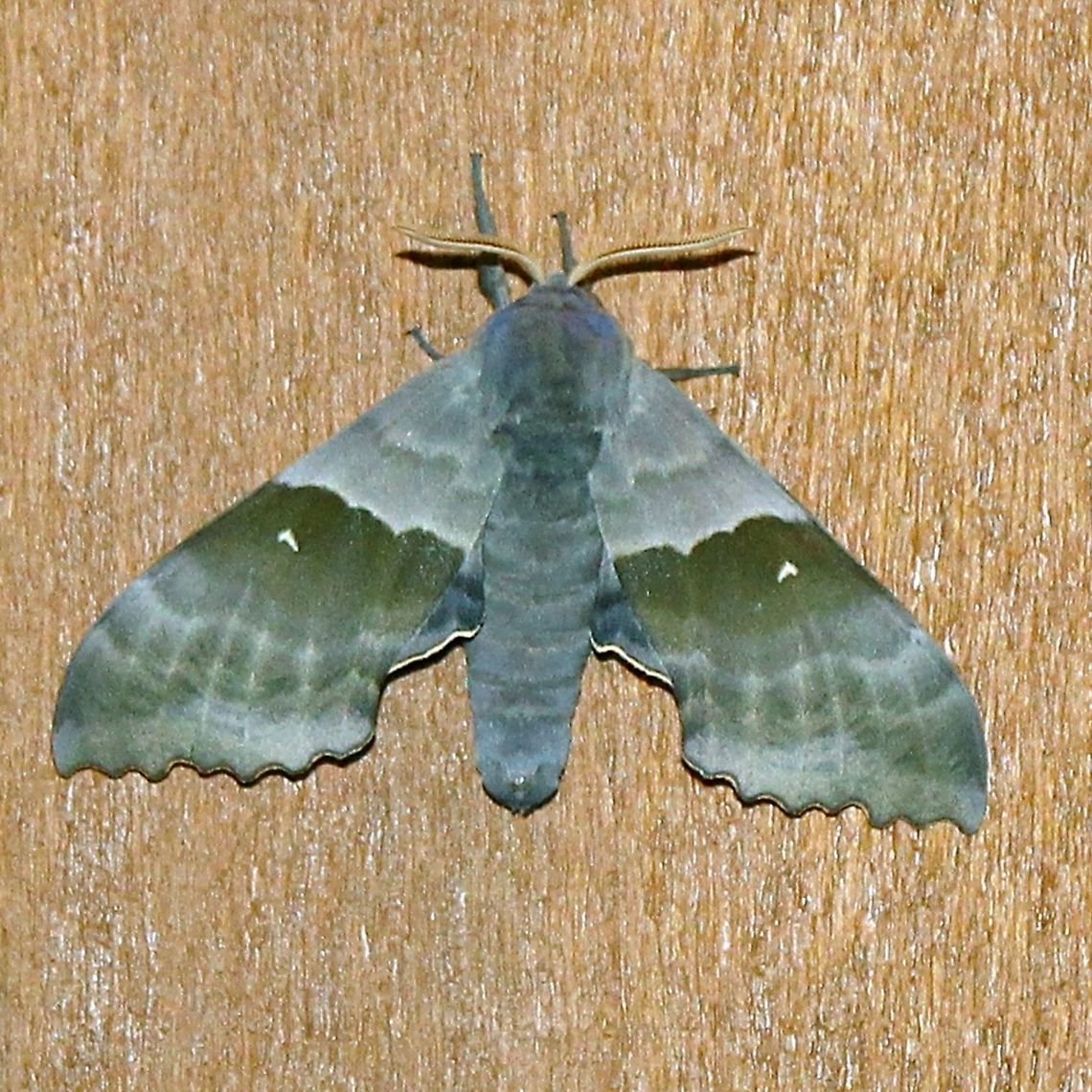 Pachysphinx modesta A gray form of Pachysphinx modesta (Modest Sphinx, Poplar Sphinx).  Geotagged,Minnesota,Modest Sphinx,Pachysphinx modesta,Poplar Sphinx,Spring,United States