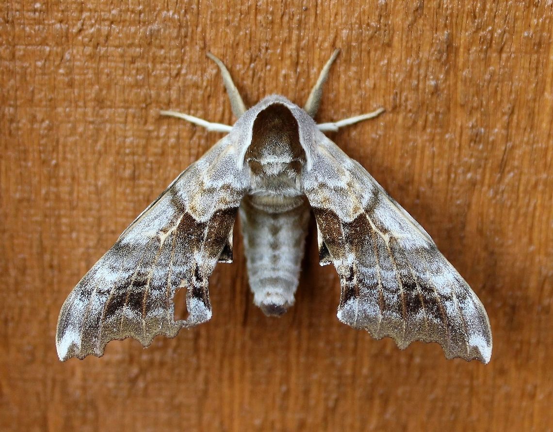 Smerinthus cerisyi A bit tattered and worn Smerinthus cerisyi One-eyed Sphinx,Smerinthus cerisyi