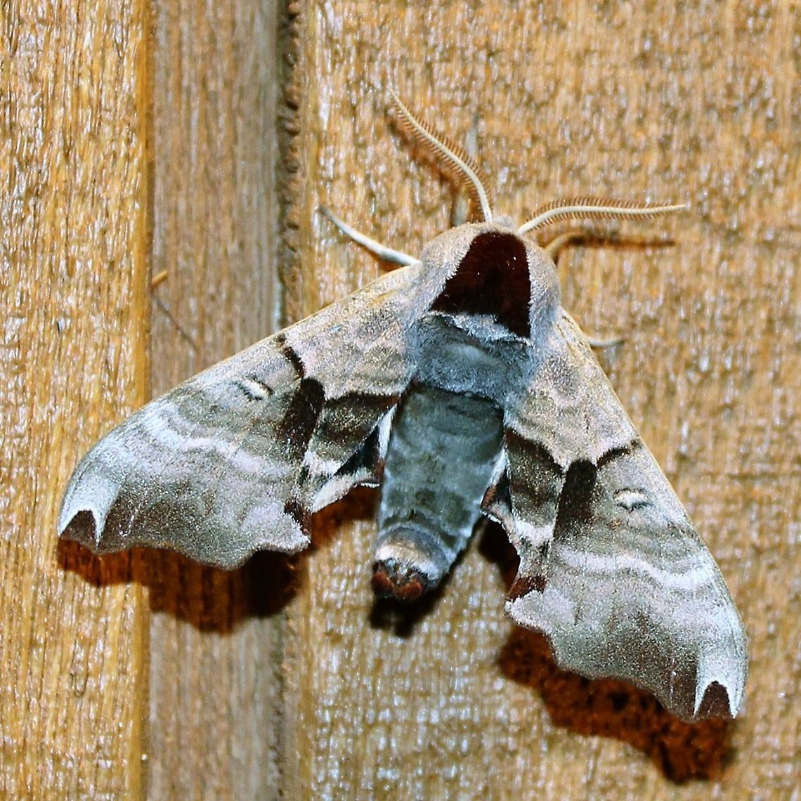 Smerinthus jamaicensis Smerinthus jamaicensis Geotagged,Smerinthus jamaicensis,Spring,Twin-spotted sphinx,United States,jamaicensis,sphinx moth
