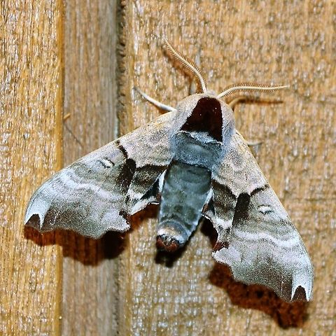 Smerinthus jamaicensis Smerinthus jamaicensis Geotagged,Smerinthus jamaicensis,Spring,Twin-spotted sphinx,United States,jamaicensis,sphinx moth