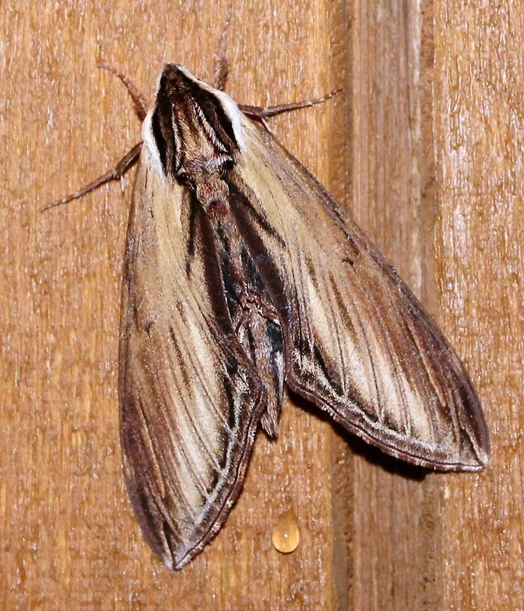 Sphinx kalmiae Sphinx kalmiae (Laurel Sphinx). In spite of the name, this moth has no association with laurels (Kalmia spp.). The species epithet comes from Peter Kalm after whom the moth was named by J. E. Smith in 1797. Larvae of Sphinx kalmiae eat the leaves of ash (Fraxinus) and will also eat the leaves of lilac (Syringa) both of which belong to the olive family (Oleaceae). Geotagged,Sphinx kalmiae,Spring,United States