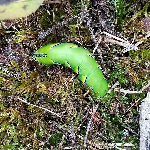 Sphinx kalmiae larva Sphinx kalmiae (Laurel Spinx, Fawn Sphinx) larva burrowing into loose moss and leaf litter in preparation to pupate. this caterpillar was found along the edge of an alder swamp thicket with many small black ash (Fraxinus nigra) trees one of the species' host plants. Fall,Fraxinus nigra,Geotagged,Minnesota,Sphinx kalmiae,Sphinx kalmiae larva,United States,caterpillar,moss,moth larva
