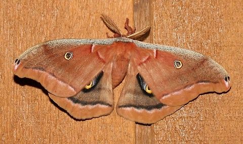 Antheraea polyphemus Antheraea polyphemus Antheraea polyphemus,Geotagged,Polyphemus moth,Summer,United States