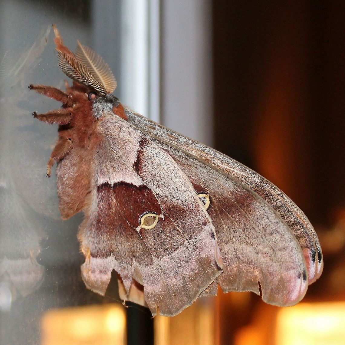 Antheraea polyphemus View of the underside of the wings of Antheraea polyphemus. Same moth as in <figure class="photo"><a href="https://www.jungledragon.com/image/75426/antheraea_polyphemus.html" title="Antheraea polyphemus"><img src="https://s3.amazonaws.com/media.jungledragon.com/images/3383/75426_thumb.JPG?AWSAccessKeyId=05GMT0V3GWVNE7GGM1R2&Expires=1763596810&Signature=0BwWSyGSfGSz%2B0pHqNV3f2o743s%3D" width="200" height="128" alt="Antheraea polyphemus A tattered Antheraea polyphemus Antheraea polyphemus,Geotagged,Polyphemus moth,Spring,United States" /></a></figure> Antheraea polyphemus,Geotagged,Polyphemus moth,Spring,United States