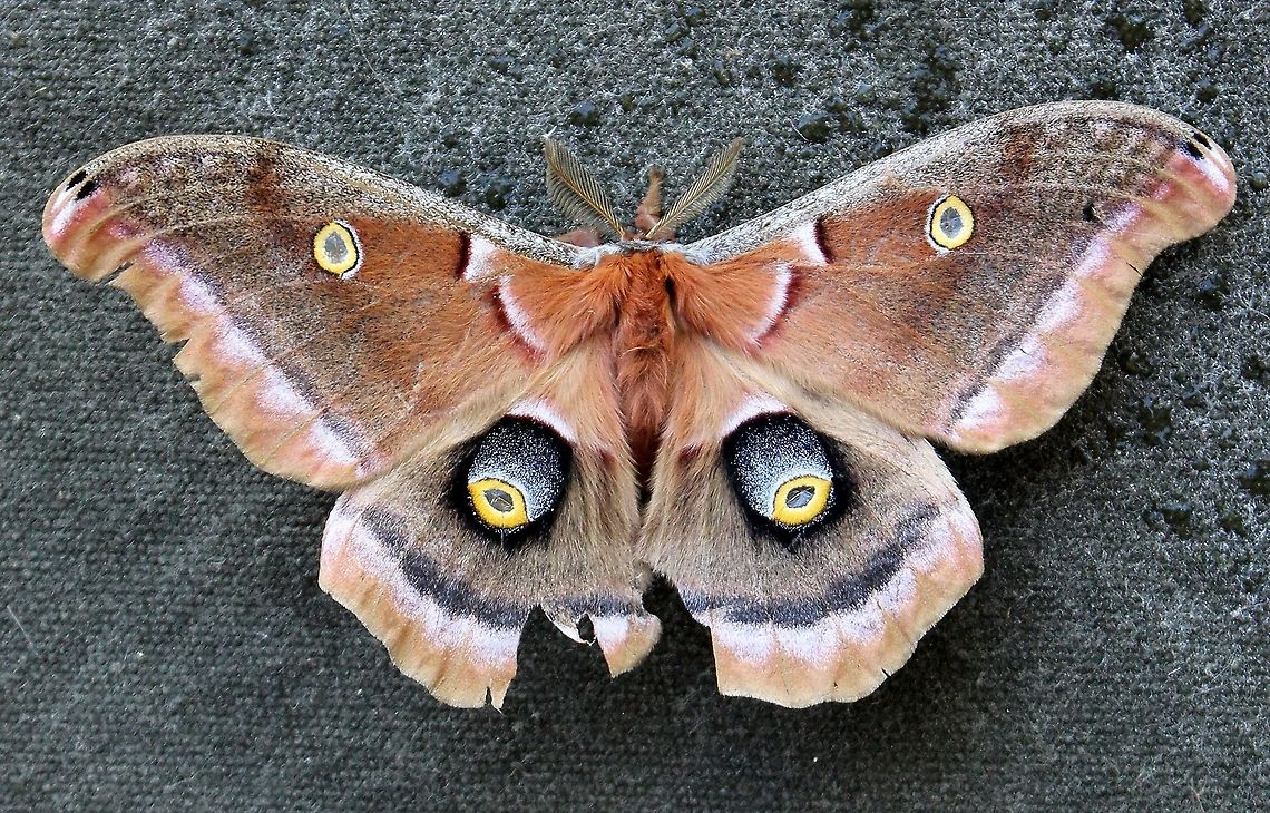 Antheraea polyphemus A tattered Antheraea polyphemus Antheraea polyphemus,Geotagged,Polyphemus moth,Spring,United States