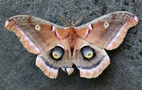 Antheraea polyphemus A tattered Antheraea polyphemus Antheraea polyphemus,Geotagged,Polyphemus moth,Spring,United States