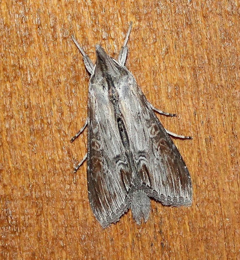 Cucullia asteroides Cucullia asteroides Cucullia,Cucullia asteroides,Goldenrod hooded owlet