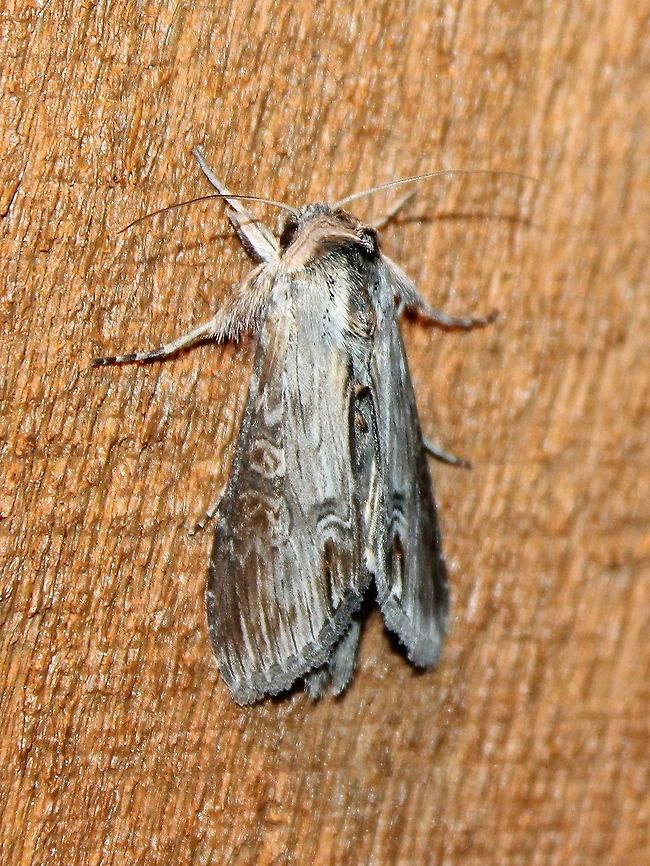 Cucullia asteroides Cucullia asteroides Cucullia,Cucullia asteroides,Goldenrod hooded owlet