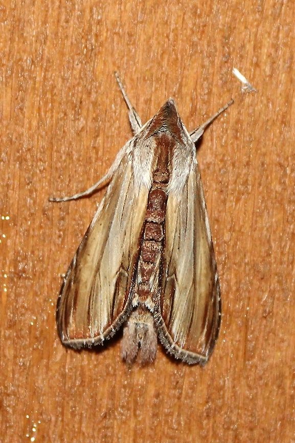 Cucullia convexipennis Cucullia convexipennis Brown-hooded Owlet,Cucullia convexipennis,Geotagged,Summer,United States