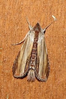 Cucullia convexipennis Cucullia convexipennis Brown-hooded Owlet,Cucullia convexipennis,Geotagged,Summer,United States