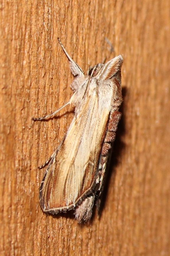 Cucullia convexipennis Cucullia convexipennis Brown-hooded Owlet,Cucullia,Cucullia convexipennis,Geotagged,Summer,United States