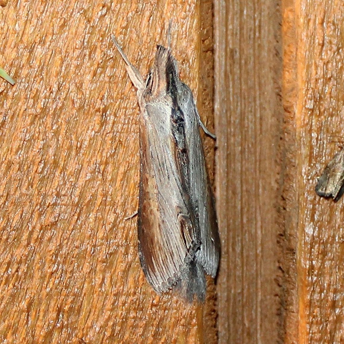 Cucullia florea Cucullia florea Cucullia,Cucullia florea,Geotagged,Summer,United States