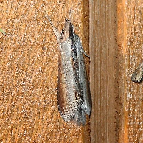 Cucullia florea Cucullia florea Cucullia,Cucullia florea,Geotagged,Summer,United States