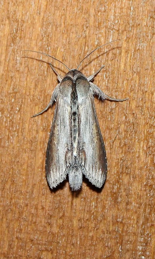 Cucullia florea Cucullia florea Cucullia,Cucullia florea,Geotagged,Summer,United States