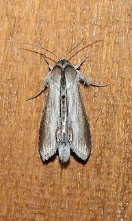 Cucullia florea Cucullia florea Cucullia,Cucullia florea,Geotagged,Summer,United States