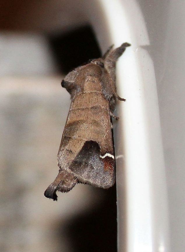 Clostera albosigma Clostera albosigma (Sigmoid Prominent) with a little less red on the wings and the curved white marking (the sigma) also reduced.  Clostera albosigma,Geotagged,Sigmoid prominent,Summer,United States