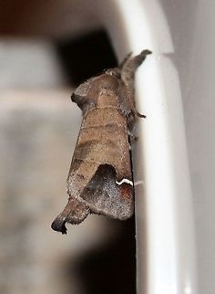 Clostera albosigma Clostera albosigma (Sigmoid Prominent) with a little less red on the wings and the curved white marking (the sigma) also reduced.  Clostera albosigma,Geotagged,Sigmoid prominent,Summer,United States