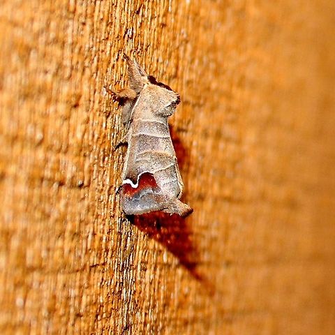 Clostera albosigma Clostera albosigma (Sigmoid Prominent Moth) with a bit more red on the wing. Clostera albosigma,Geotagged,Sigmoid prominent,Spring,United States