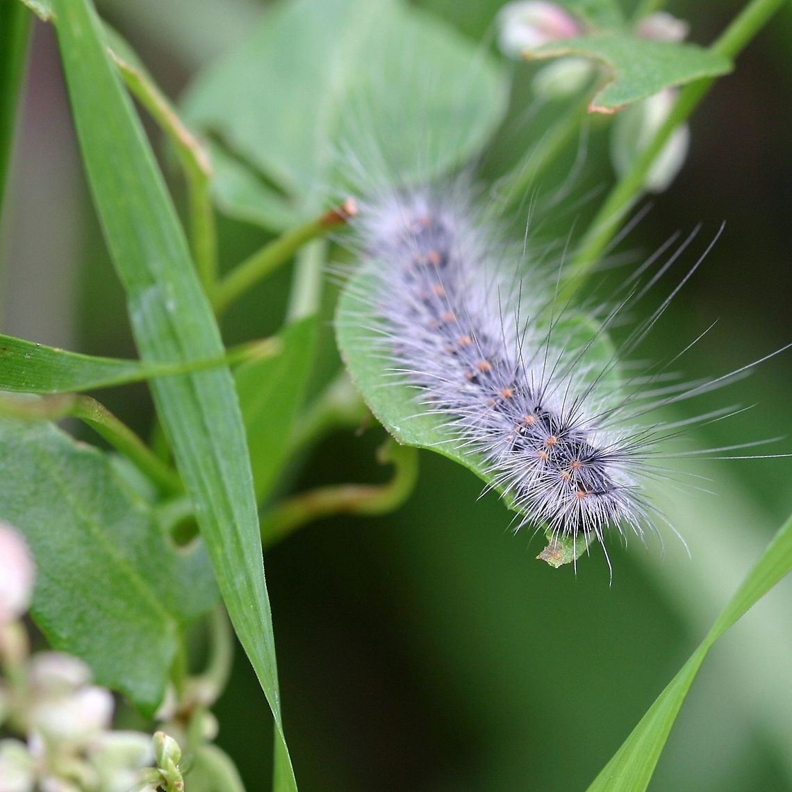 Hyphantria cunea larva Hyphantria cunea (Fall Webworm) larva feeding on bindweed (Fallopia convolvulus) in a garden. This is a mature larva that has migrated from the apple tree where it and its cohorts had been feeding. Fall webworm,Geotagged,Hyphantria cunea,Hyphantria cunea larva,Summer,United States