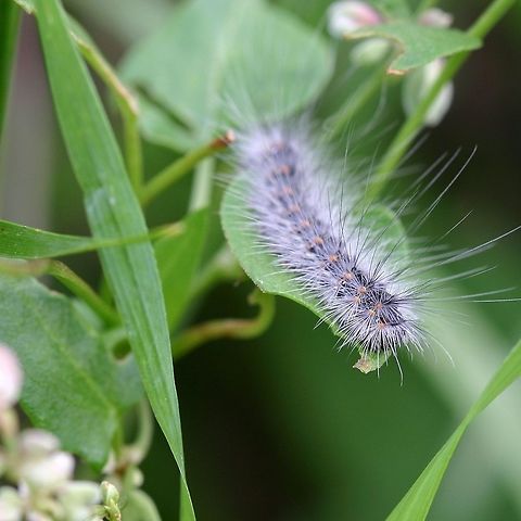 Hyphantria cunea larva Hyphantria cunea (Fall Webworm) larva feeding on bindweed (Fallopia convolvulus) in a garden. This is a mature larva that has migrated from the apple tree where it and its cohorts had been feeding. Fall webworm,Geotagged,Hyphantria cunea,Hyphantria cunea larva,Summer,United States