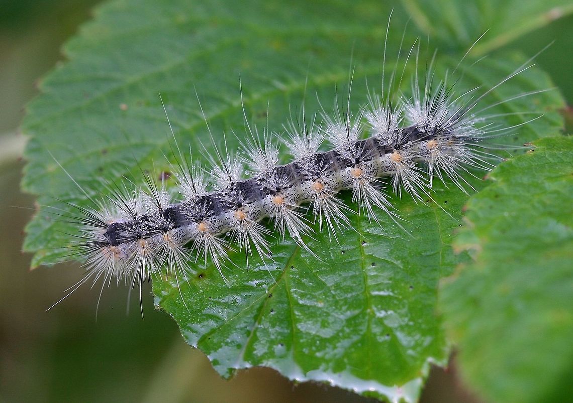 Hyphantria cunea larva Hyphantria cunea (Fall Webworm) larva on a raspberry leaf. It did appear to be feeding on the raspberry leaf and had probably migrated there from a nearby chokecherry (Prunus virginiana). Fall Webworm,Fall webworm,Geotagged,Hyphantria cunea,Hyphantria cunea larva,Summer,United States