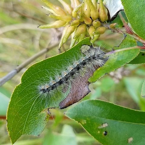 Hyphantria cunea larva Hyphantria cunea (Fall Webworm) larva on Salix serrisima (Autumn Willow) in a small wetland along the River Trail. It did not appear to be eating the willow and no other larvae were seen here. Fall webworm,Geotagged,Hyphantria cunea,Hyphantria cunea larva,Summer,United States