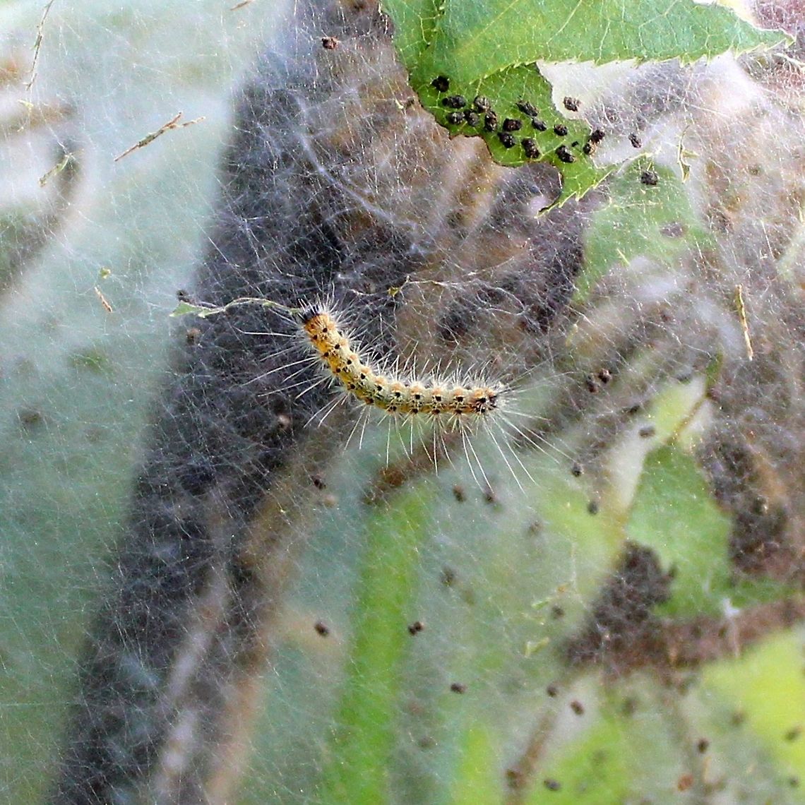 Hyphantria cunea larvae Hyphantria cunea (Fall Webworm) larvae and tent on a chokecherry (Prunus virginiana) bush. Fall webworm,Geotagged,Hyphantria cunea,Hyphantria cunea larva,Summer,United States