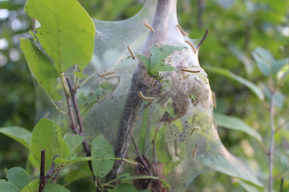 Hyphantria cunea larvae Hyphantria cunea (Fall Webworm) larvae and tent on a chokecherry (Prunus virginiana) bush. Fall webworm,Geotagged,Hyphantria cunea,Hyphantria cunea larva,Summer,United States