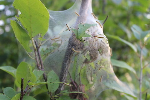 Hyphantria cunea larvae Hyphantria cunea (Fall Webworm) larvae and tent on a chokecherry (Prunus virginiana) bush. Fall webworm,Geotagged,Hyphantria cunea,Hyphantria cunea larva,Summer,United States