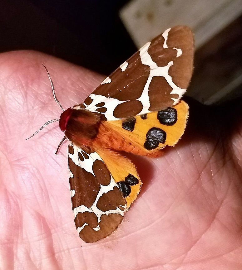 A Moth in the Hand Arctia caja (Garden Tiger Moth) Arctia caja,Garden tiger moth,Geotagged,Summer,United States
